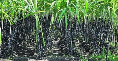 There are some simple ways to control rats in sugarcane fields ...