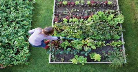 What kind of vegetables to grow in house garden