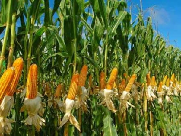 Natural yield of maize can be achieved with high yields ...