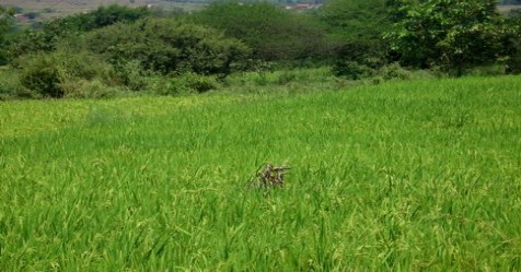 How do you know Samba and Thaladi paddy fields?