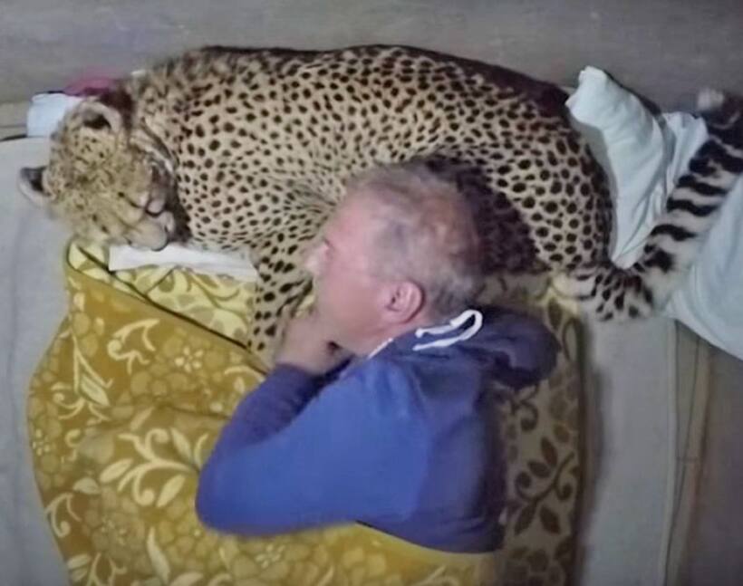 Man sleeps with cheethas, because he can