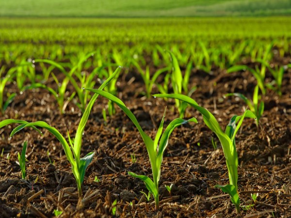 Paddy fields and time for paddy soil