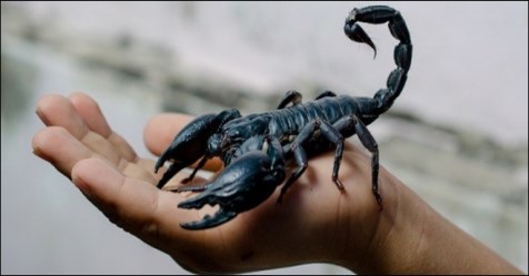 Six simple instant remedies for scorpion bite ...