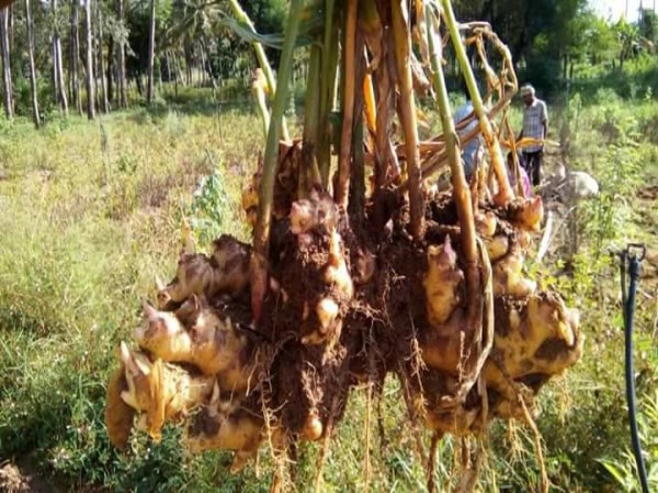 Do you know any additional attention during ginger cultivation?