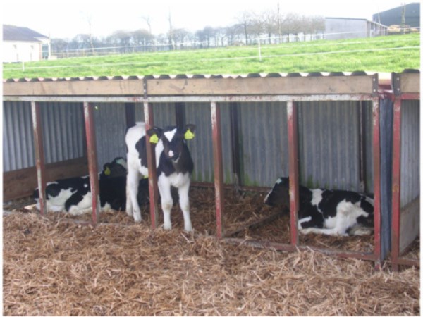 How to make calf shelter 