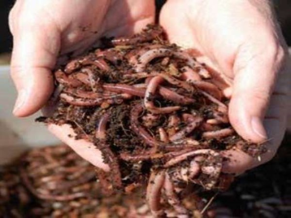 These two times are important for producing vermicompost ...