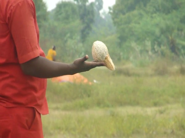 Find groundwater with coconut. How?