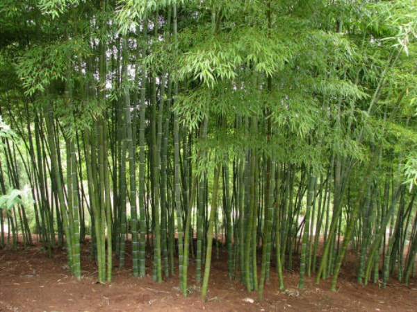 Read this to know about green bamboo cultivation technology