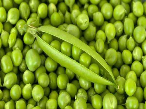 Can a good yielding pea grow during the winter?