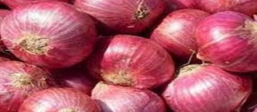 onions increasingly-attacking-neck-rot-disease