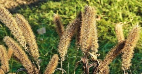 How to cultivate millet in a simple natural way?