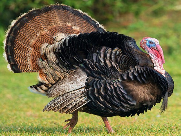 These diseases are also common for turkeys.