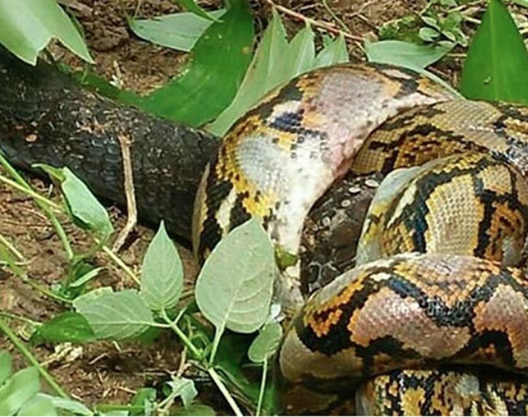 Villagers capture 17ft long king cobra after it killed a python