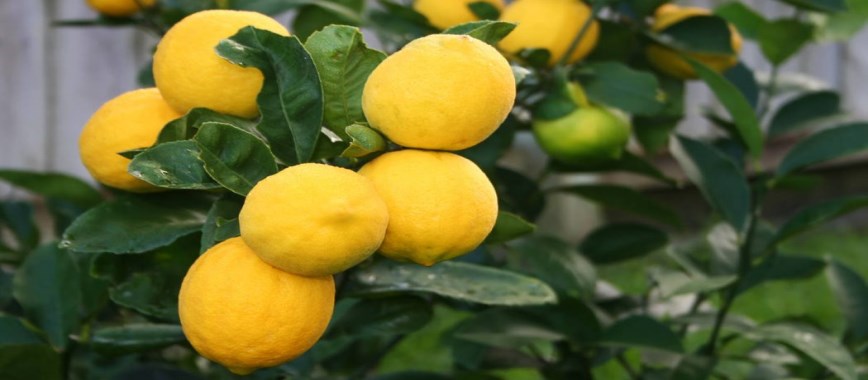 lemons important-techniques-to-control-the-disease-to-h