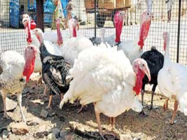 Benefits of breeding turkeys