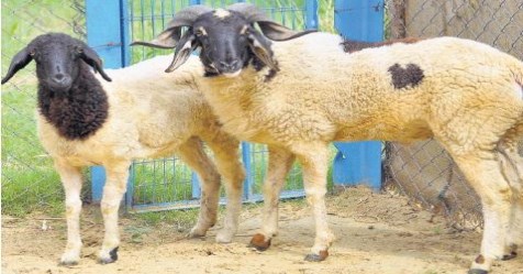 the blue-disease-attacking-the-sheep---the-dreaded-dise