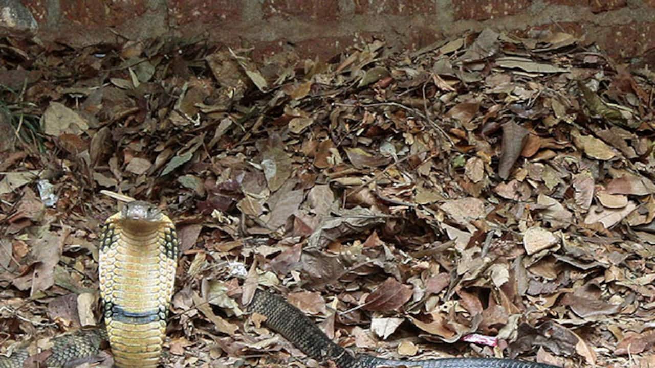 After courtship, it’s nesting time for King Cobra