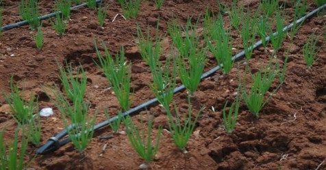 Diseases affection  onion after cultivation