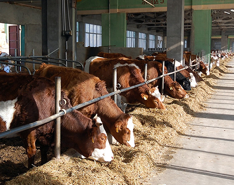 Brucellosis spread in Kerala