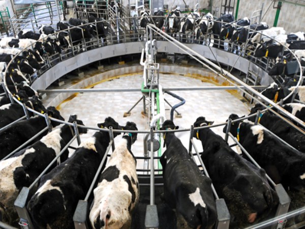 What kind of system needs to start milk production? Know this ...