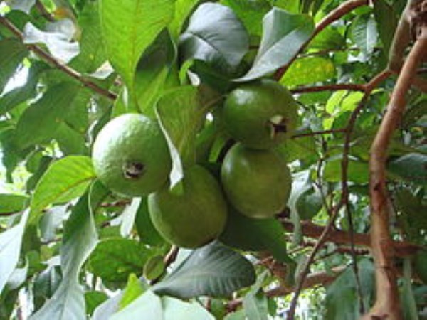 cultivation methods of guava 