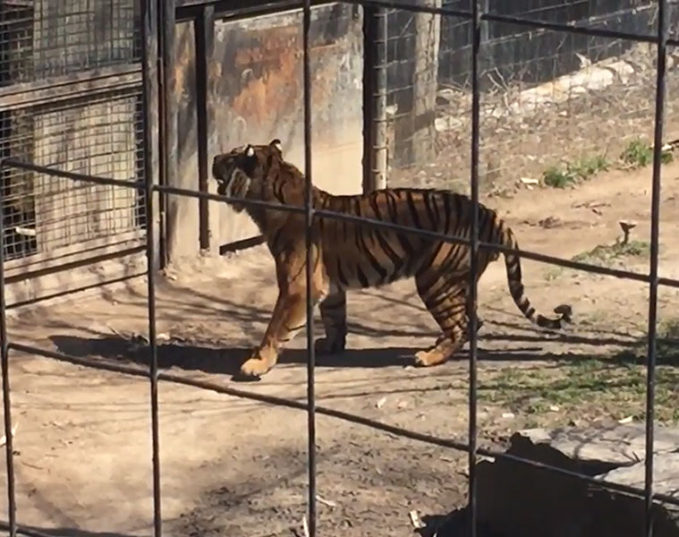 Minister CC Patil Inaugurated Hampi Zoo