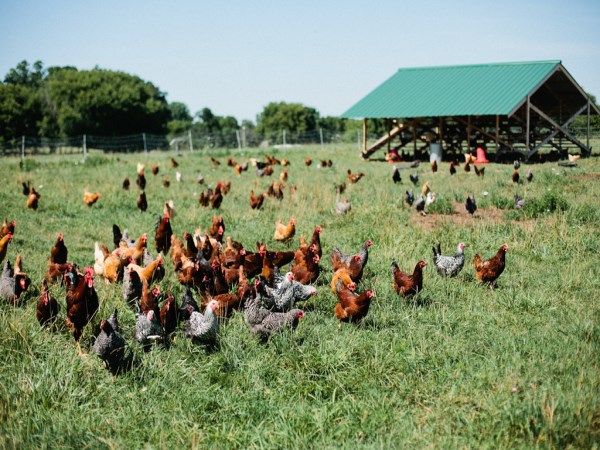 Do you know why everyone supports natural poultry farm?