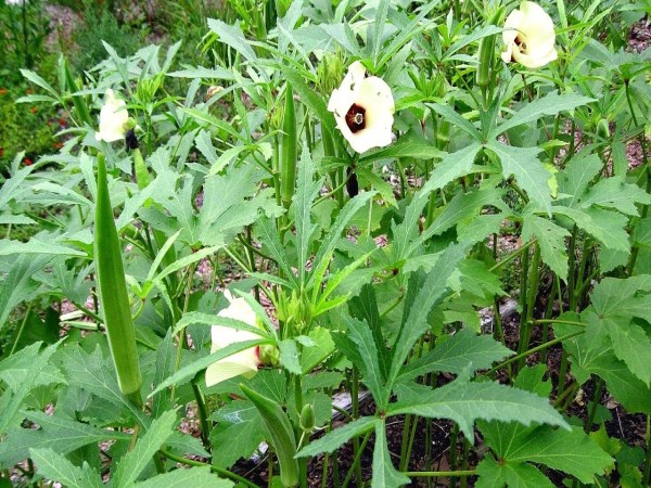 Weeding can be cultivated in this method as well ...