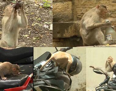 Drunken monkeys ‘capture’ DC office in Vijaypur