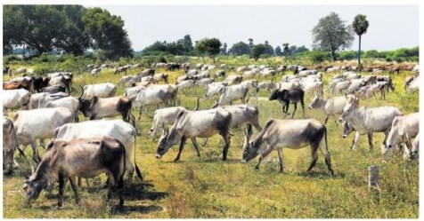 What can be done to get rid of the feed shortages of livestock?