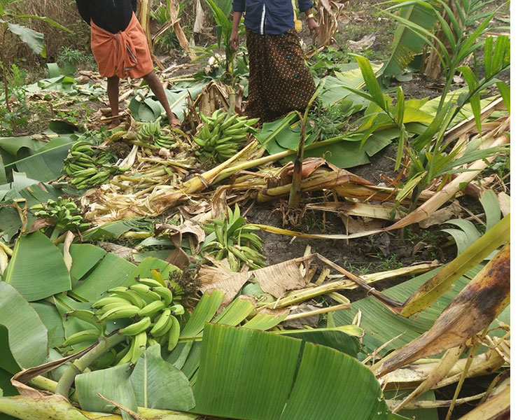 wyanad agricultural sector face serious disaster