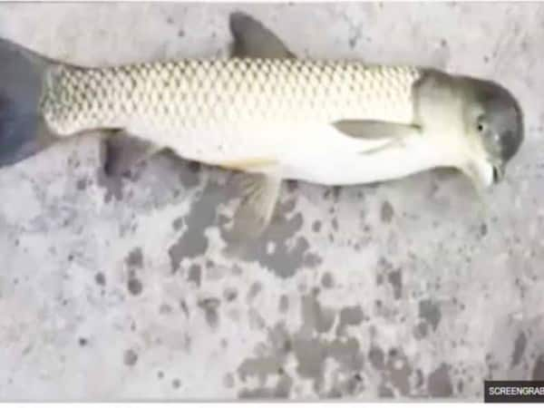 A fish catch by a fisherman dove head in china