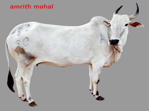 This type of cow species is used in India for farm work ...