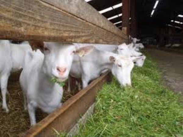 How to fill the need for goats?