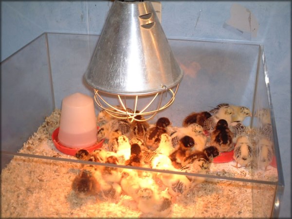 One of the main four functions of the hatchery hat