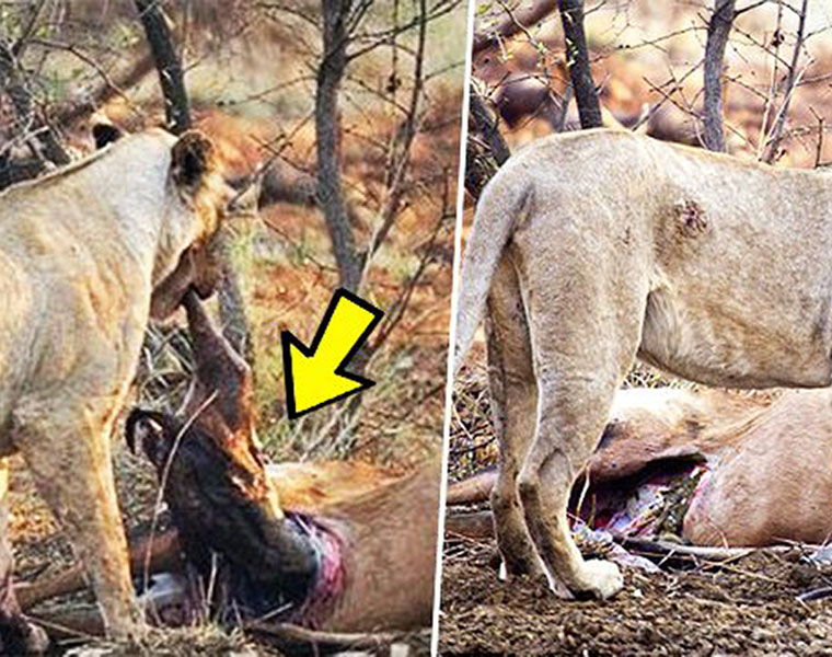 Lioness discovers that deer she ate was pregnant what she does next is incredible