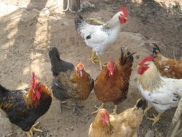 Fertilizer for the Country Chickens - Producing the First Benefits of Productivity ...