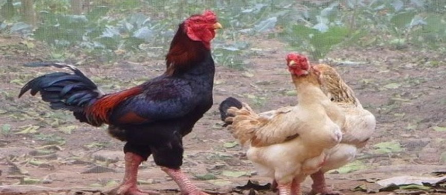 herbal medicine-for-virus-diseases-of-chickens