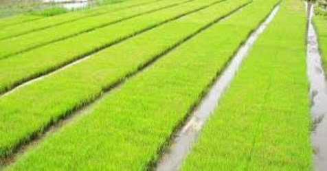 Some ways to get high yield on rainfed crop