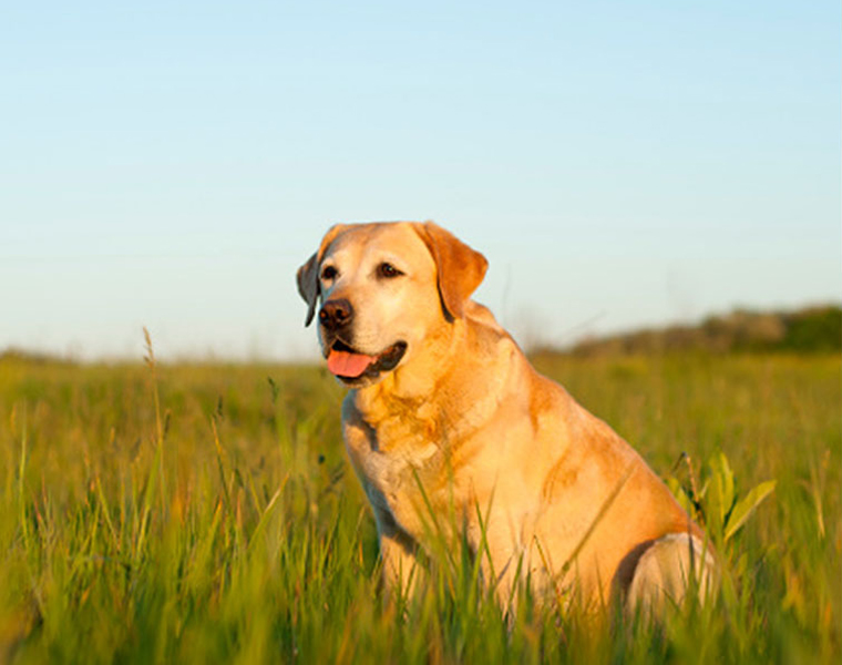 mother son attack pet Labrador hanged in tree arrested 