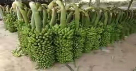 banana cultivation-in-nature-way