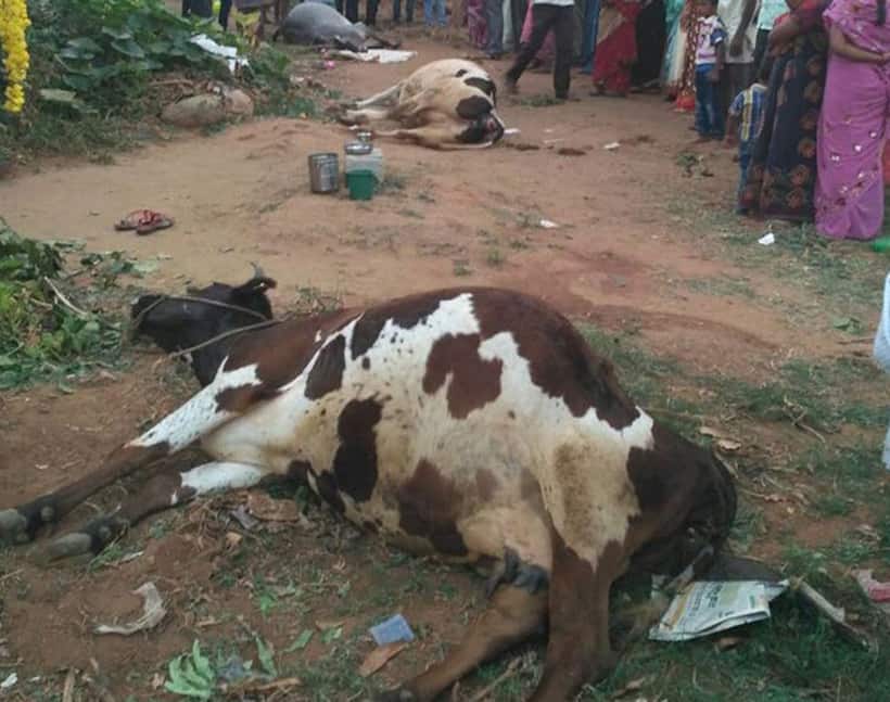 Hundreds thrash man, torch house over dead cow