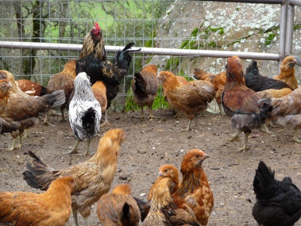 How to control chickens during chicken breeding?