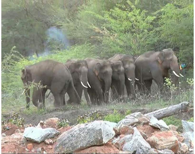 State stands tops India with highest number of elephants: 6049 and counting