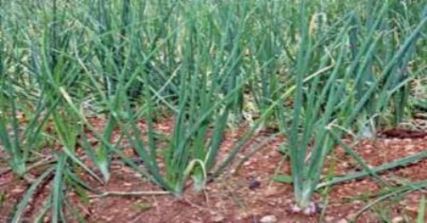 Some ways to control the onion rot that reduces the yield of onions