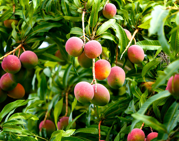 mango leaf benefits