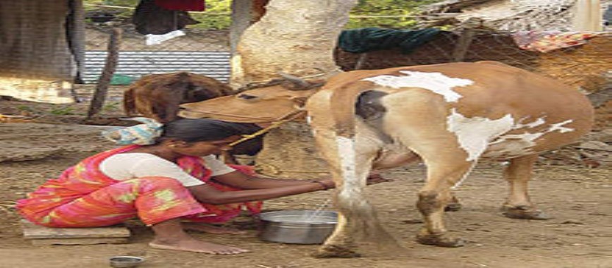 there are-several-options-to-choose-the-best-milch-cows