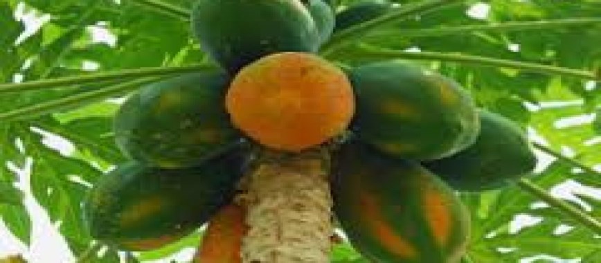 short term-cash-crops-papaya