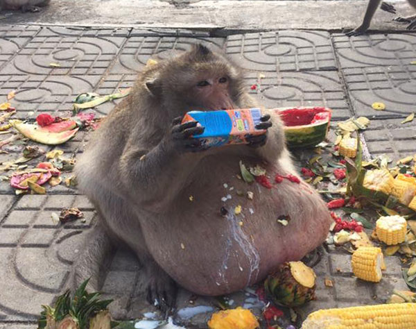 Obese monkey sent to fat camp to reduce weight