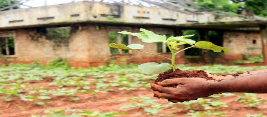 sheep fertility-of-the-soil-can-be-improved-by-giving-t